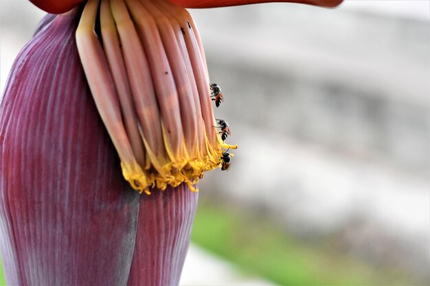 Close-up di un'ape su un fiore giallo