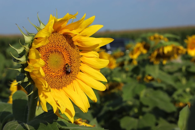 Close-up di un'ape su un fiore giallo