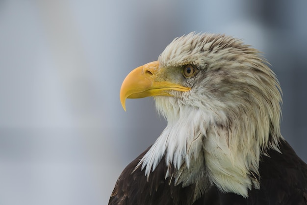 Close-up di un'aquila che guarda da un'altra parte su uno sfondo sfocato