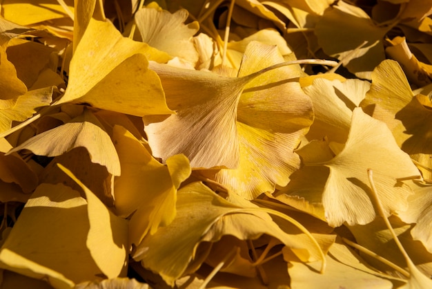 Close up di un bel Ginkgo Biloba foglie gialle illuminate da morbida luce autunno.