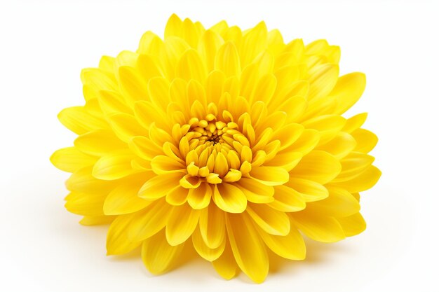 Close-up di un bellissimo fiore di crisantemo giallo isolato su una parete bianca