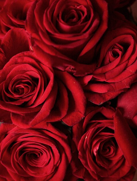 Close-up di un bouquet di rose