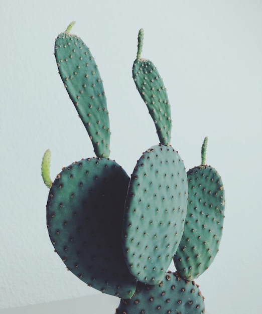 Close-up di un cactus contro un muro bianco