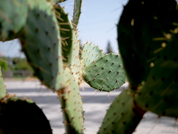 Close-up di un cactus verde di pera spinosa orientale con spine gialle