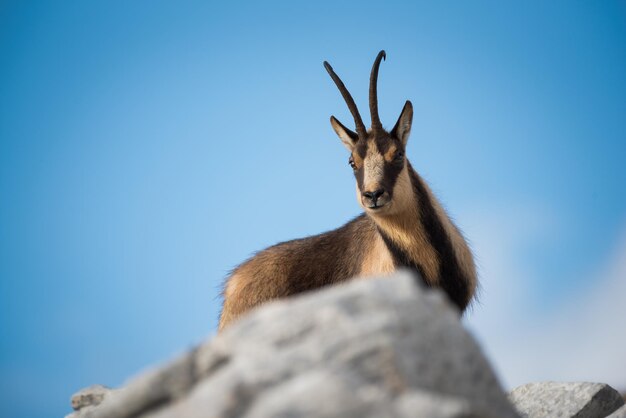 Close-up di un camosso rupicapra pyrenaica ornata contro il cielo blu