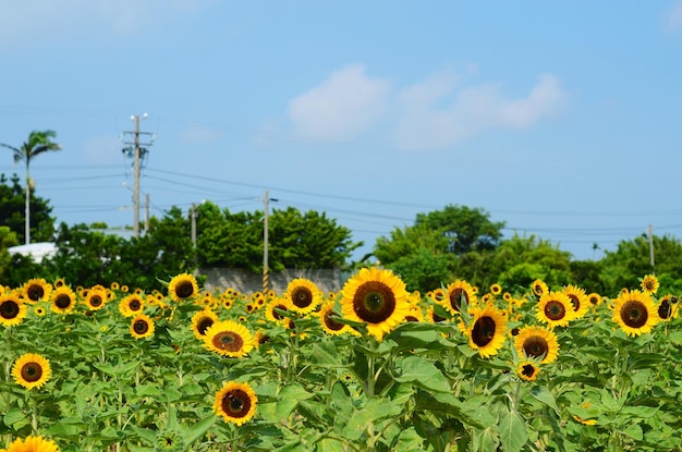 Close-up di un campo di girasoli contro il cielo