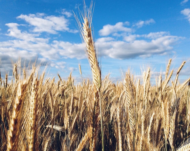 Close-up di un campo di grano contro il cielo