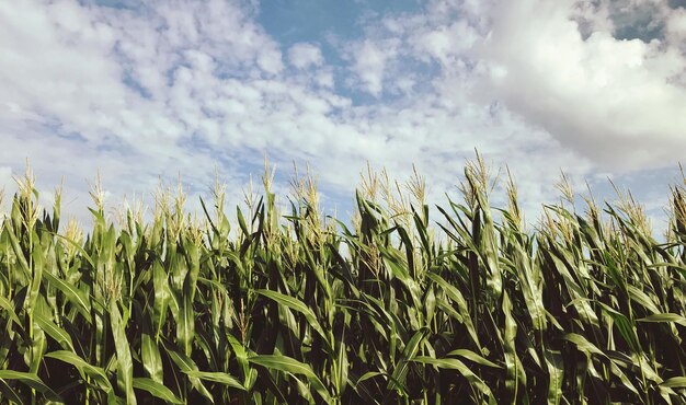 Close-up di un campo di grano contro il cielo