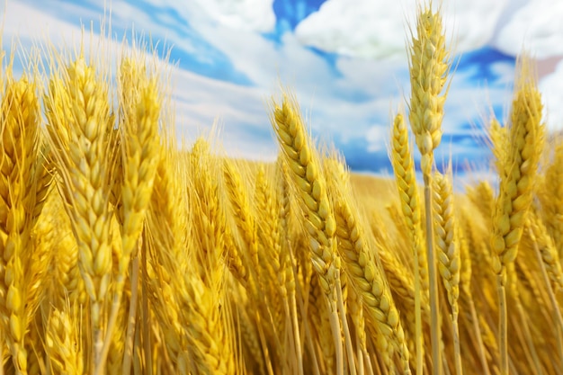 Close-up di un campo di grano contro il cielo