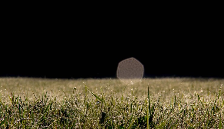 Foto close-up di un campo di grano contro un cielo limpido di notte
