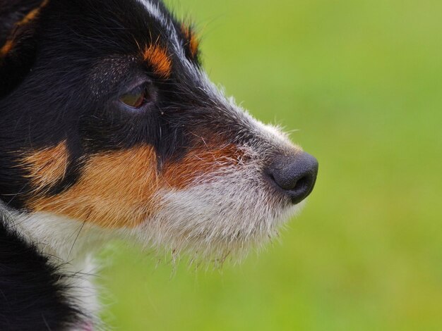 Close-up di un cane all'aperto