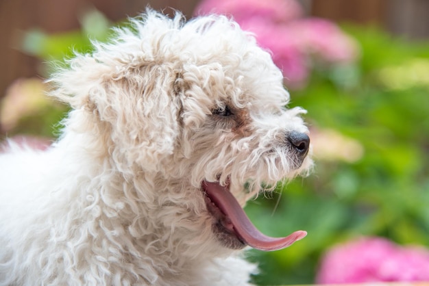 Close-up di un cane bianco che sbadiglia all'aperto