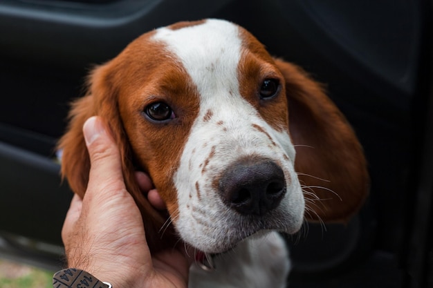 Close-up di un cane che accarezza la mano