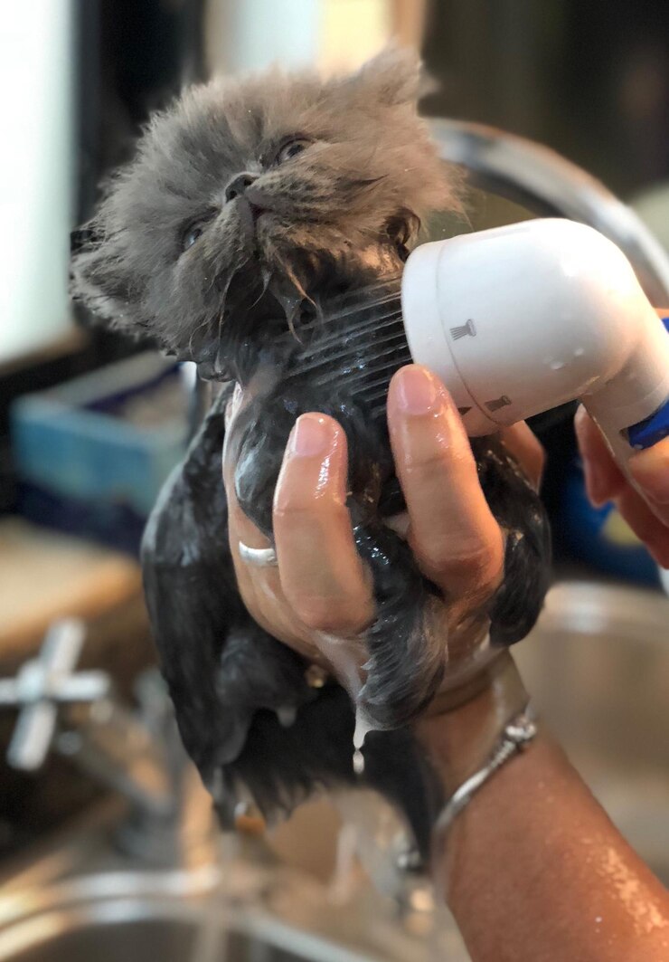 Foto close-up di un cane che beve acqua