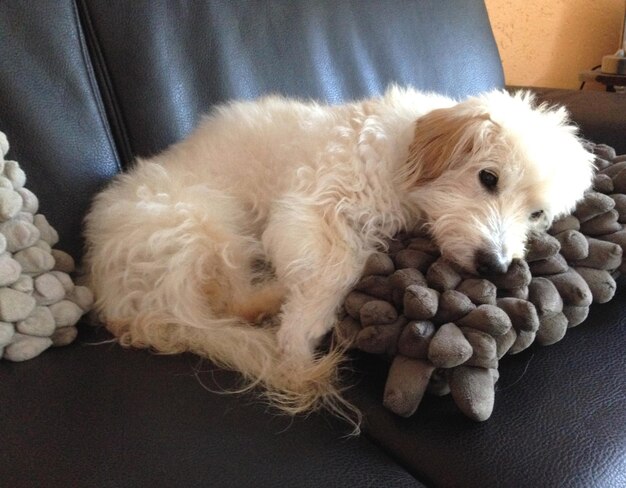 Close-up di un cane che dorme a casa