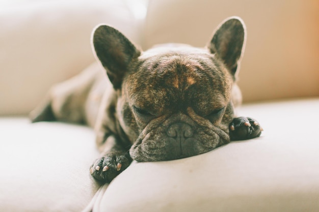 Close-up di un cane che dorme sul divano a casa