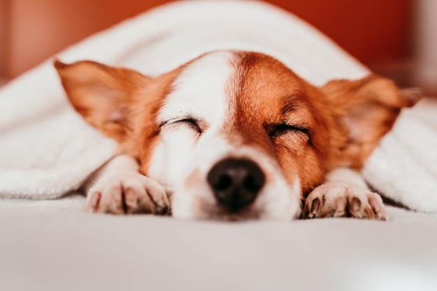 Close-up di un cane che dorme sul letto