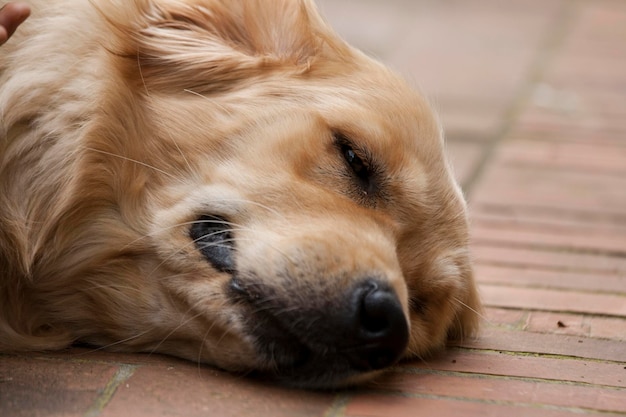 Close-up di un cane che dorme sul pavimento
