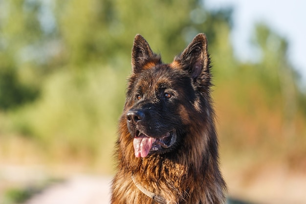 Close-up di un cane che guarda da un'altra parte