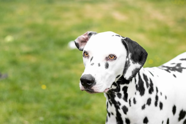 Close-up di un cane che guarda da un'altra parte