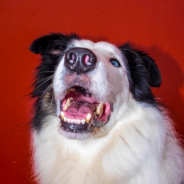 Close-up di un cane che guarda da un'altra parte