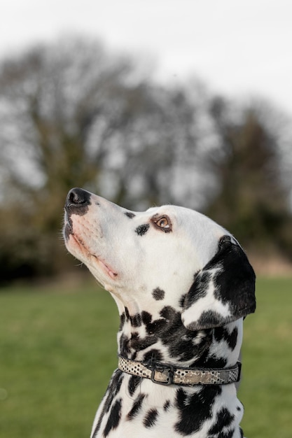 Close-up di un cane che guarda in alto