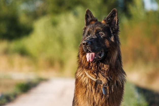 Close-up di un cane che guarda lontano contro gli alberi