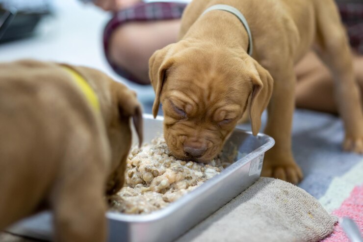 Foto close-up di un cane che mangia cibo a casa