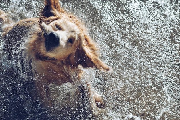 Close-up di un cane che nuota in acqua
