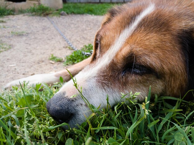 Close-up di un cane che riposa sul campo