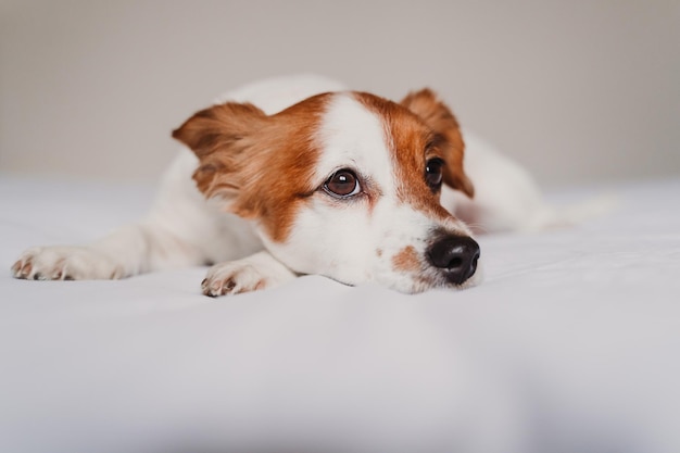 Close-up di un cane che riposa sul letto