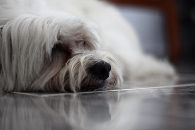Close-up di un cane che riposa sul pavimento