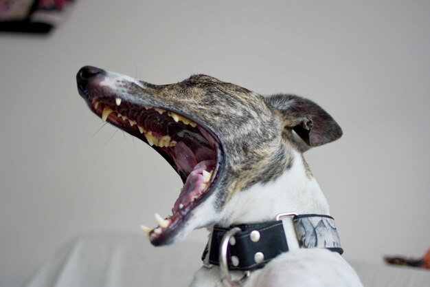 Close-up di un cane che sbadiglia