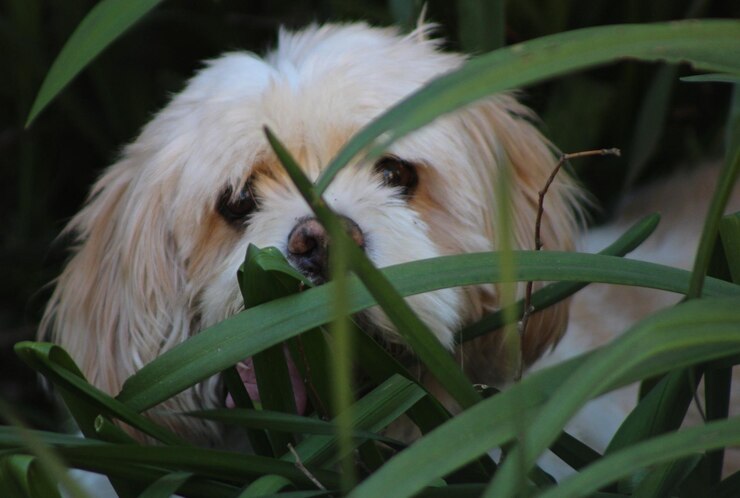 Foto close-up di un cane che si nasconde nell'erba