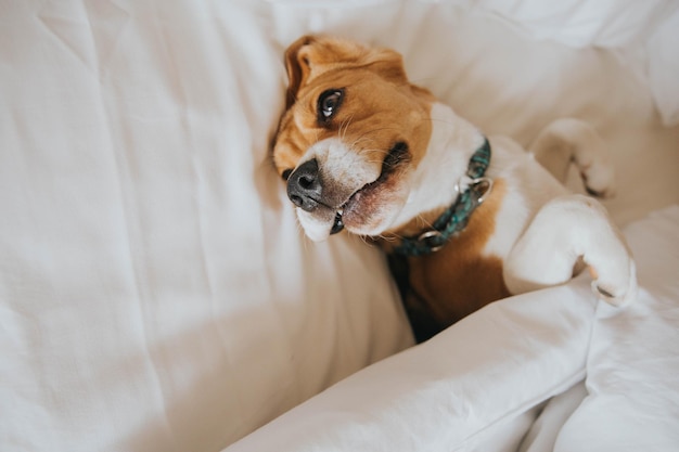 Close-up di un cane che si rilassa a letto a casa