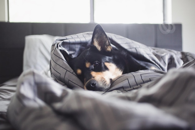 Close-up di un cane che si rilassa a letto a casa