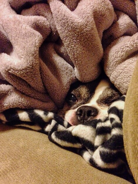 Close-up di un cane che si rilassa su una coperta