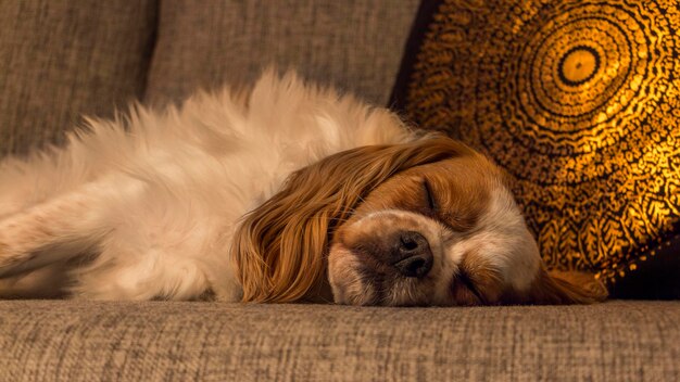 Close-up di un cane che si rilassa sul divano a casa