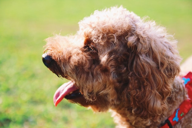 Close-up di un cane che tira fuori la lingua all'aperto.