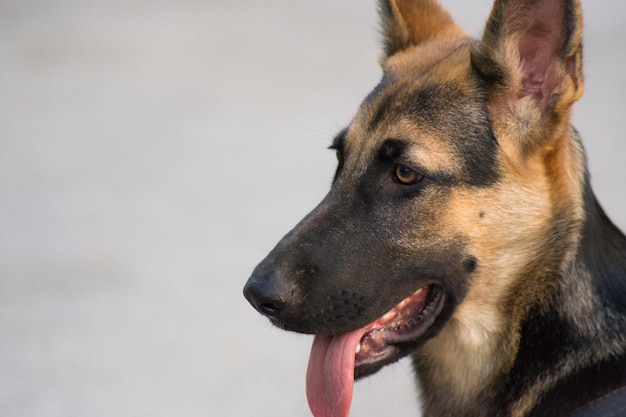 Close-up di un cane che tira fuori la lingua