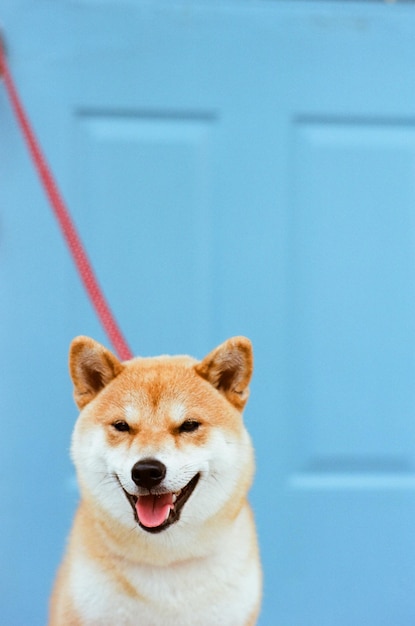 Close-up di un cane che tira fuori la lingua