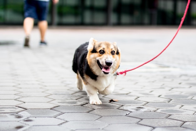 Close-up di un cane con il guinzaglio di un animale domestico che cammina per strada