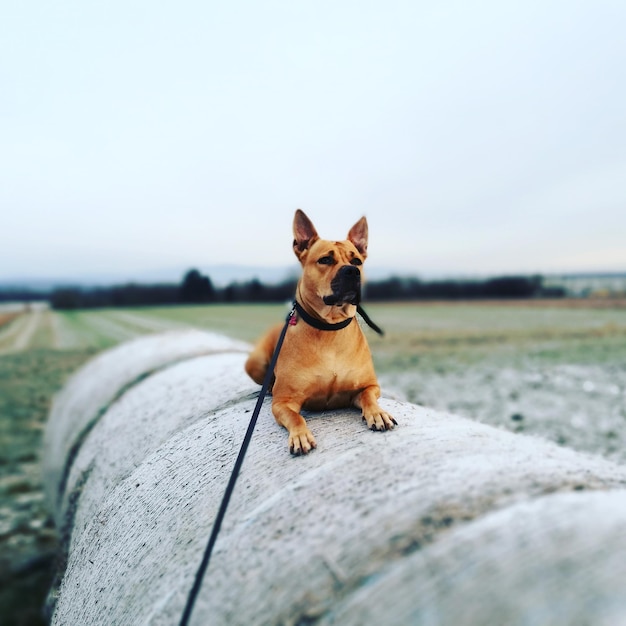 Close-up di un cane contro il cielo