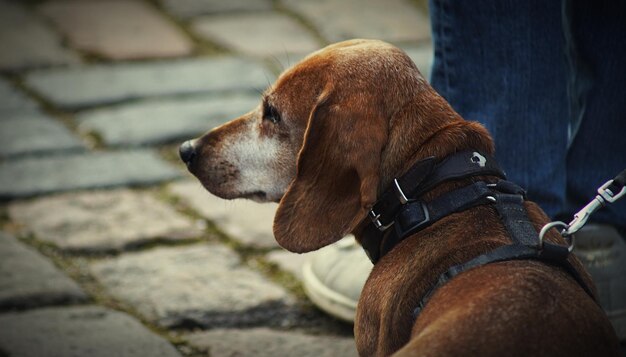 Close-up di un cane in piedi all'aperto