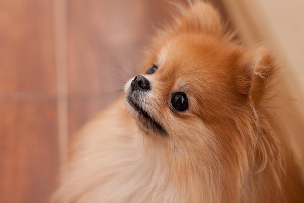 Close-up di un cane marrone che guarda da un'altra parte