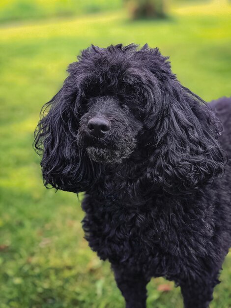 Close-up di un cane nero sul campo