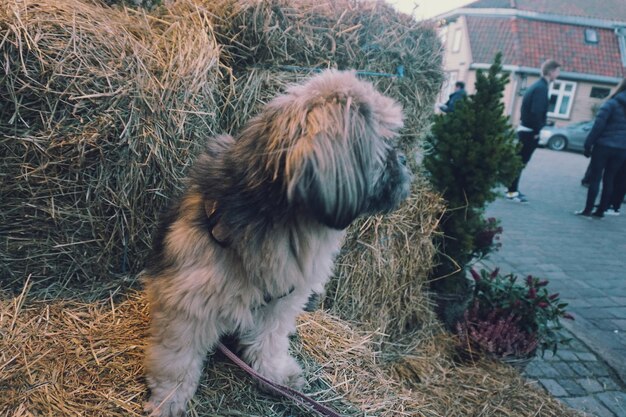 Close-up di un cane peloso su gambi asciutti