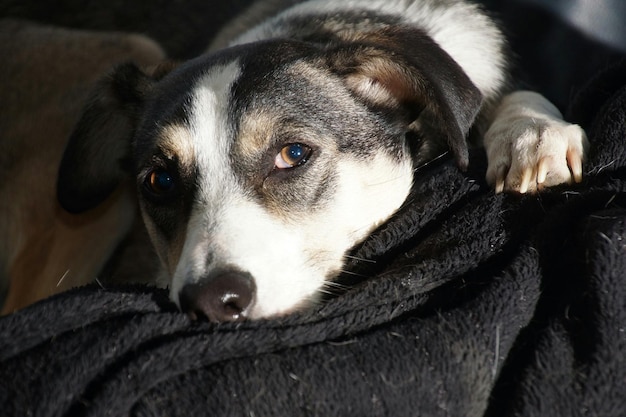 Close-up di un cane sdraiato su un tessuto a casa