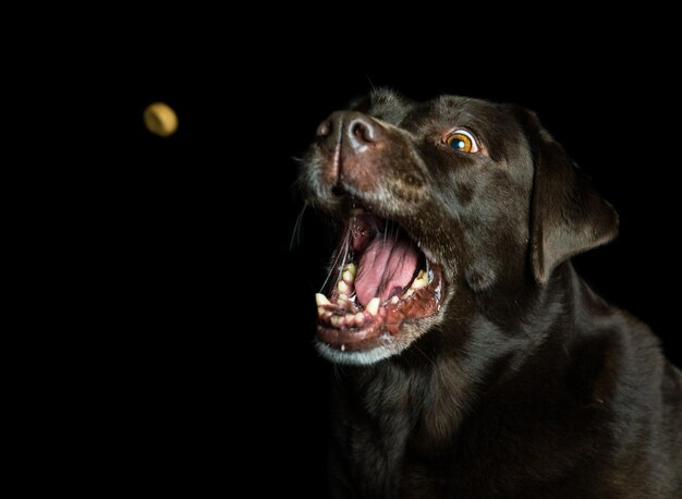 Close-up di un cane su uno sfondo nero