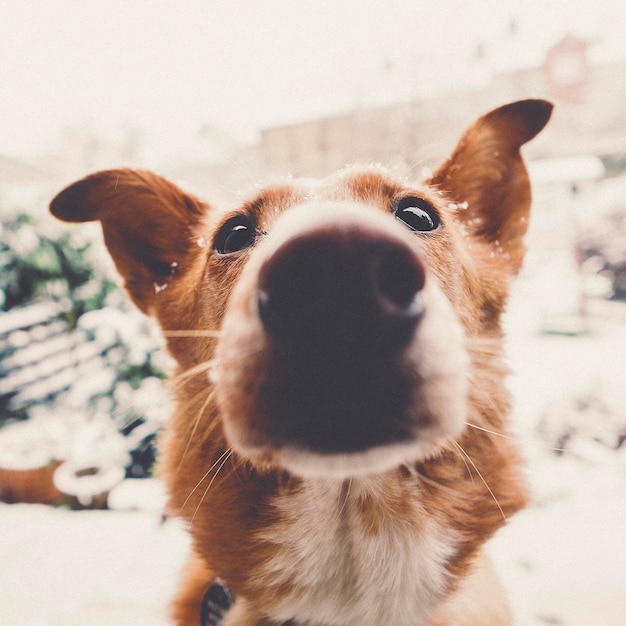 Close-up di un cane sul campo durante l'inverno